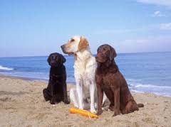 spiaggia per cani